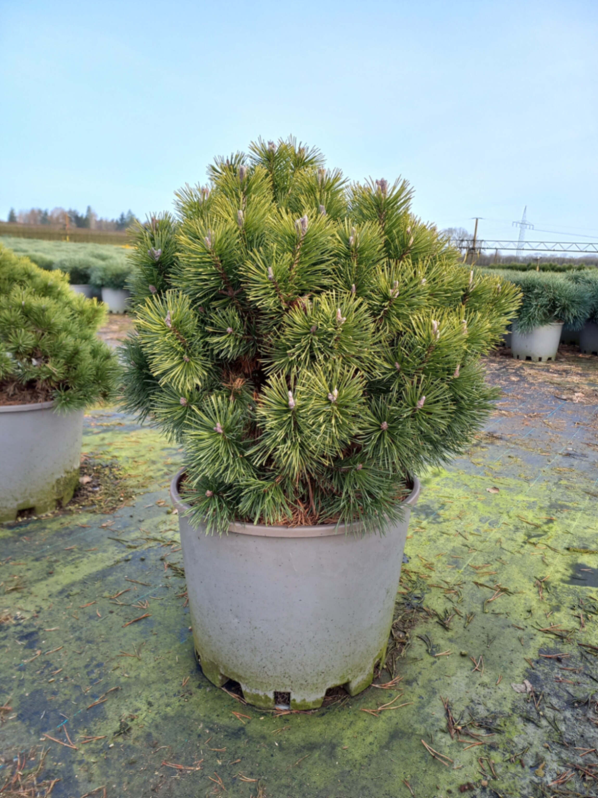 Сосна горная Мопс